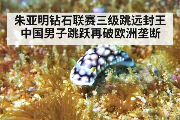 朱亚明钻石联赛三级跳远封王 中国男子跳跃再破欧洲垄断